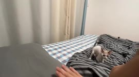 Kitten Falls Off Bed for Getting Too Involved in Rhythm Game with Owner in Northern China