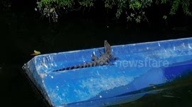 Siamese crocodile captured in park lake following tourist sighting in China