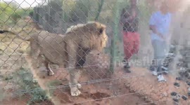 A lion in a zoo in Gaborone Botswana