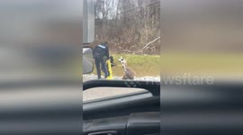 Lama on the loose: Furry fugitive recaptured by Ontario Police and Ministry of Transportation in Canada