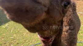 Young Camel Gets the Zoomies