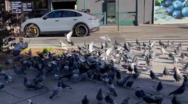 Feathers Fly in Washington Heights as Pigeons Engage in Epic Battle for Food: Survival of the Fittest