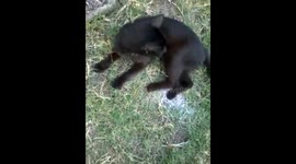 Salem is a Beautiful Cat