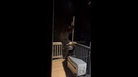 Black bear breaks couple's bird feeder before pooping on their balcony