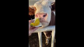 Cow recoils in disgust when it smells tangy lemon