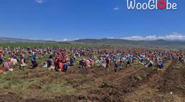 Kind Farmer gives his neighbors a go ahead on his potato harvest *Heartwarming*