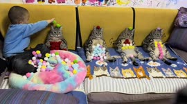 Cats Sit Obediently Allowing Adorable Baby To Put Balls On Their Heads in Central China