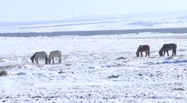 Ten Mongolian provinces experience harsh wintry weather
