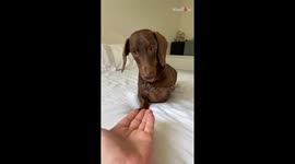 Human dad can't stop messing with pup while playing 'Paw, Too Slow'