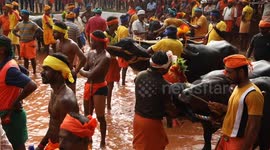 Traditional Rural Sport of Buffalo racing Kambala held in Karnataka