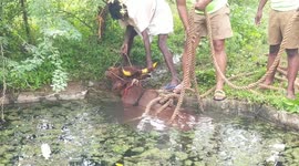 Firefighters rescued a cow after falling into a 50-feet deep well and fighting for its life for two days