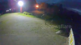 Bold Frasse's moose encounter: a curious cat's playful pursuit in Alvangen, Sweden