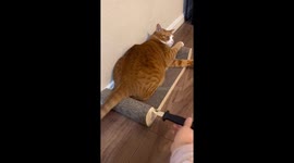 Video shows cat's startling reaction to fake knife prank