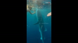 Adventurous diver splashes out of her comfort zone by swimming with whale sharks