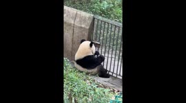 Giant panda attempts to unlock zoo gate using twig as key in China