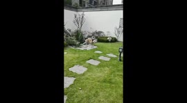 Playful Pup Takes a Dive Straight into Pond and Gets Funny “Hairstyle” on Shore in Eastern China