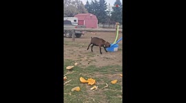 Hyperenergetic goats goofing around with pool noodles on their horns