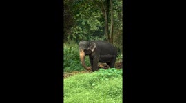 An elephant moves its head up and down, looking like it's dancing