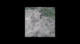 The beautiful kitten is happily playing on the sand in the garden