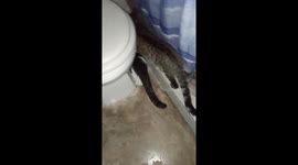 Mouse cornered by three cats: house surrounded