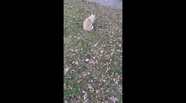 Bilingual Cat Meows Hello