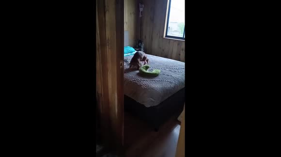Dachshund Caught Humping Toy - Buy, Sell or Upload Video Content with Newsflare