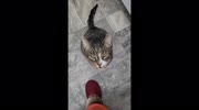 temp