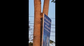 Cat sandwiched awkwardly between two trees rescued in Thailand