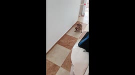 Mischievous dog tears her loving human a sofa-sticated 'welcome back' surprise