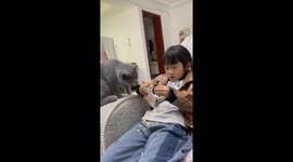 Grey cat sulks away as owner gives all her attention to pet hamster