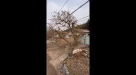 Flat 2D tree baffles passer-by in China