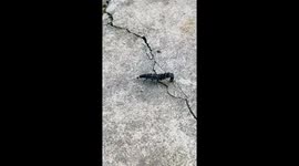 Mystery insect seen propelling itself with scaly tail in China