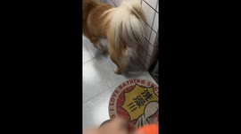 Watch funny dog reaction moment when owner fake throwing toy in China