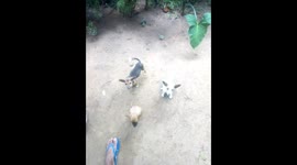 Dogs feeding habbits and the unusual feeling around the young pups