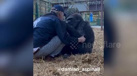 Gorilla shares moment with man she's known since birth - stealing his hat and giving him a hug