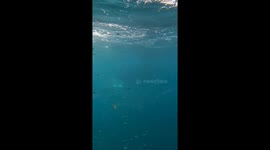 Ballenato de Ballena Franca Austral, nadando con su madre, visto bajo el agua desde el submarino amarillo