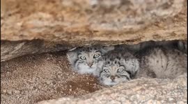 HD Close-up Footage: Meet adorable Fierce Pallas’s cats in the Wilds of Northern China