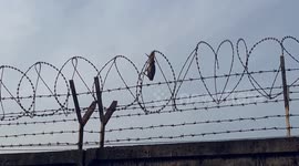 Passing bomb squad soldiers rescue bird tangled in barbed wire