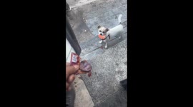 Meet the dog with a unique way of trading for treats