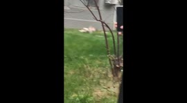 University student fails to recover stolen takeout from sneaky dog after long-distance running in Eastern China