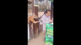 Kangaroo's hilarious Tug-of-War with keeper through fence for a bit at wild animal park