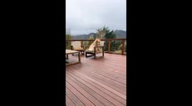 Bailey's Definitely Not Sad