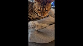 Cat Thinks Owner's Furry Jacket Is His Prey