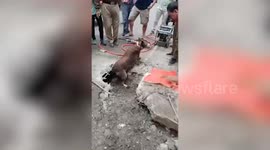 Determined firefighters spend 3 hours digging up road to rescue dog trapped underneath