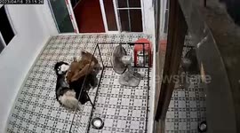 Husky puppy's loud suckling wakes up its siblings, who all dive in for some too