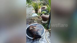 Dog sleeps in water basin on hot afternoon