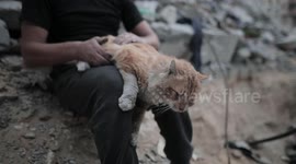 A Cat Whose Owners Died in Israeli Bombing in Bureij, Gaza