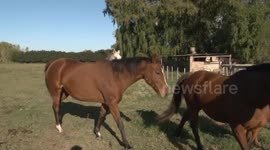 Equine Encephalomyelitis, the strange virus paralyzing horses in Corrientes, Argentina