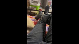 Chubby Labrador’s Snore Serenade During a Carefree Slumber in Central China