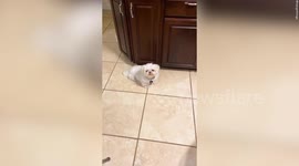 Woman who believes her pet died of a new 